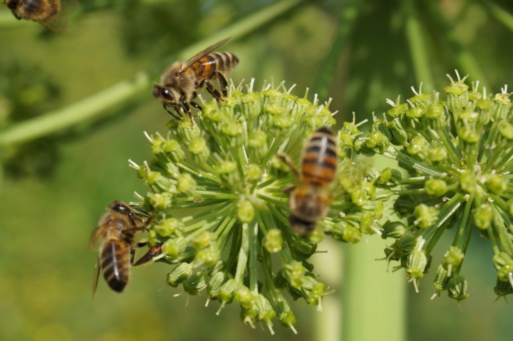 Initiation à l&rsquo;apiculture