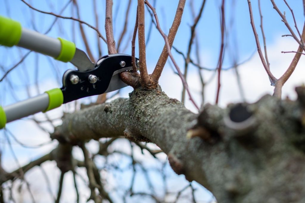 Taille des fruitiers