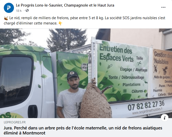 Suppression d’un nid de frelons asiatiques aux abords d’une Ă©cole maternelle